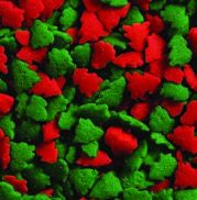Red And Green Tree Sprinkles